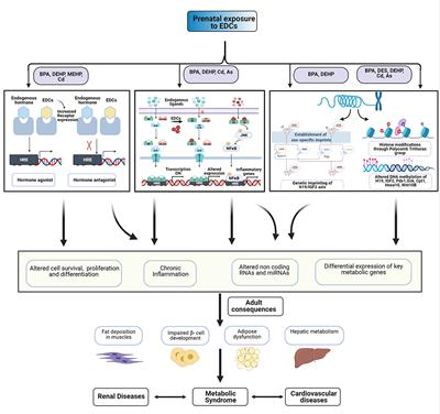 Developmental Exposure to Endocrine Disrupting Chemicals and Its Impact on Cardio-Metabolic-Renal Health